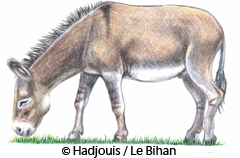 Les hommes de Mechta-Afalou d'Algérie