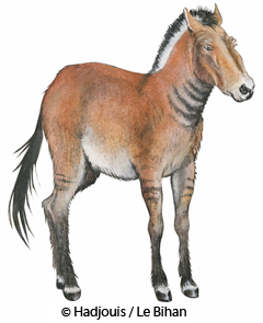 Les hommes de Mechta-Afalou d'Algérie