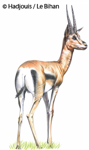 Les hommes de Mechta-Afalou d'Algérie