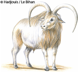 Les hommes de Mechta-Afalou d'Algérie